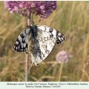 melanargia russiae daghestan in copula